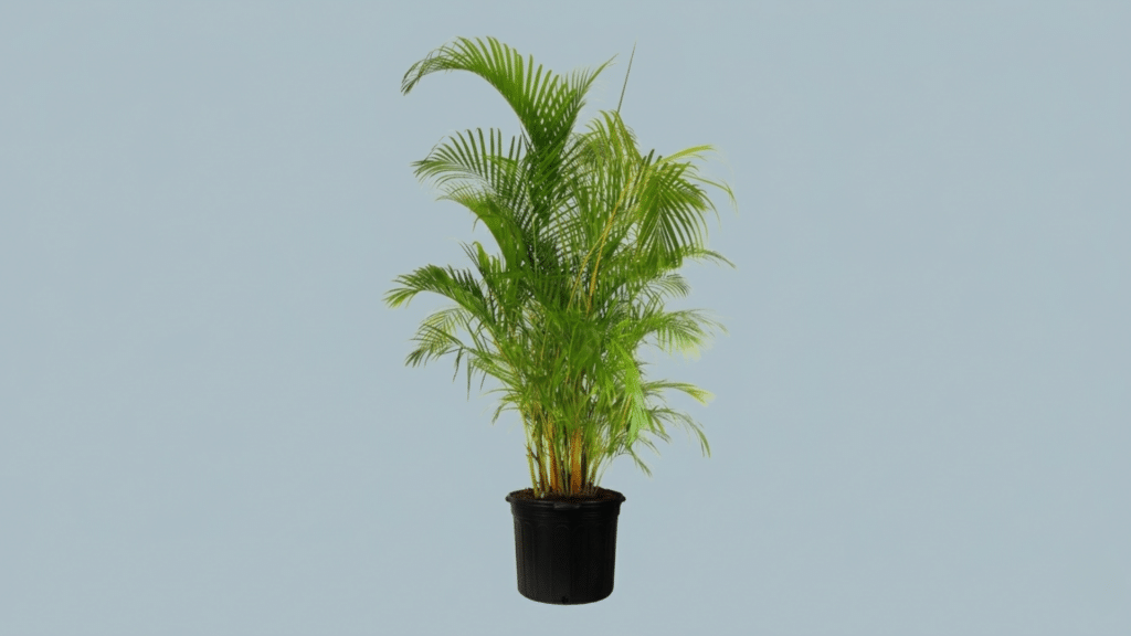areca palm in bright indoor room with feathery arching green fronds in pot adding soft tropical feel