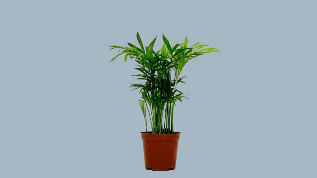 bamboo palm indoors near window with slender stems and airy green leaves creating calm natural vibe