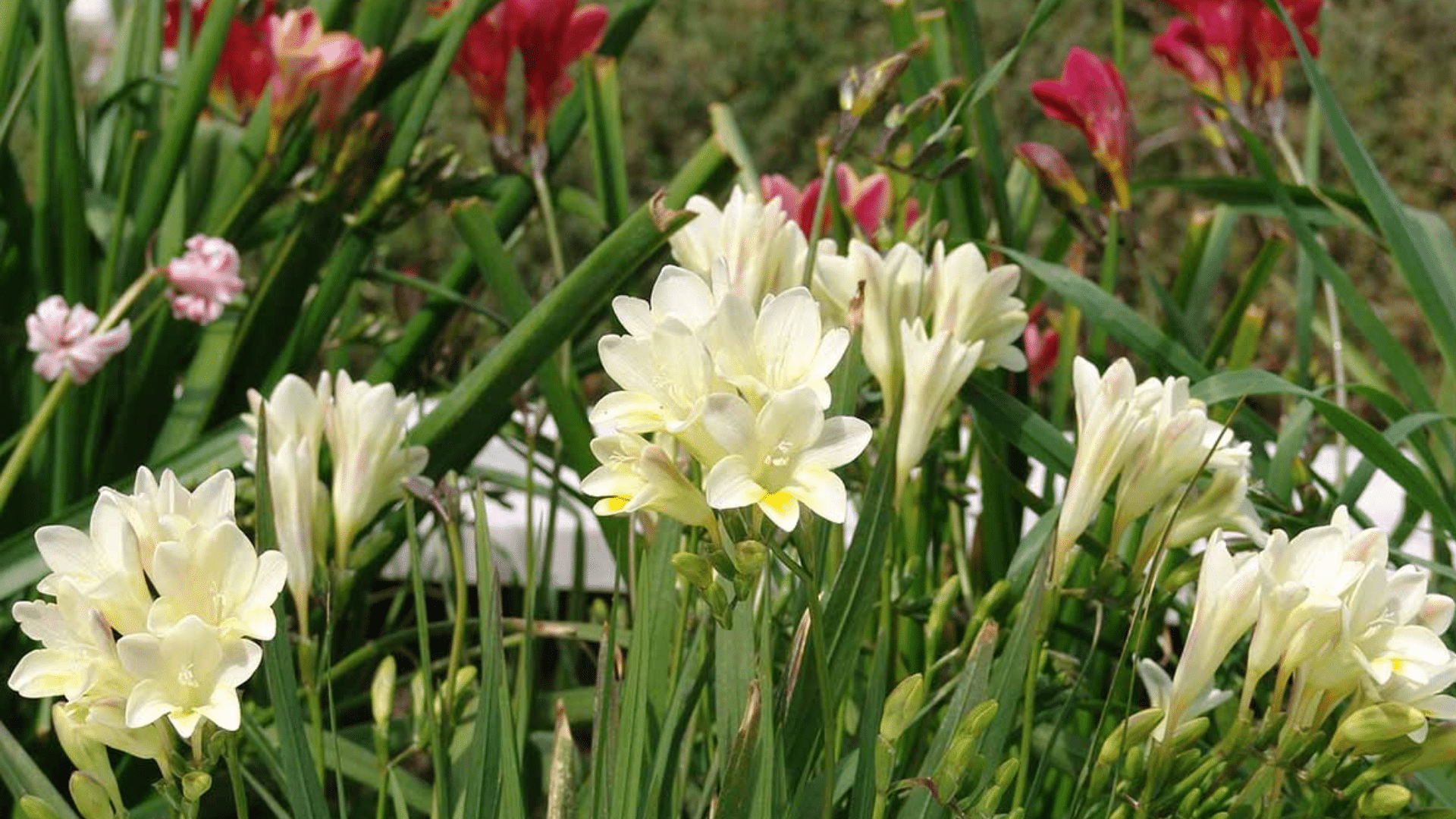 beautiful flowers that smell good featuring white and pink blooms surrounded by lush green foliage