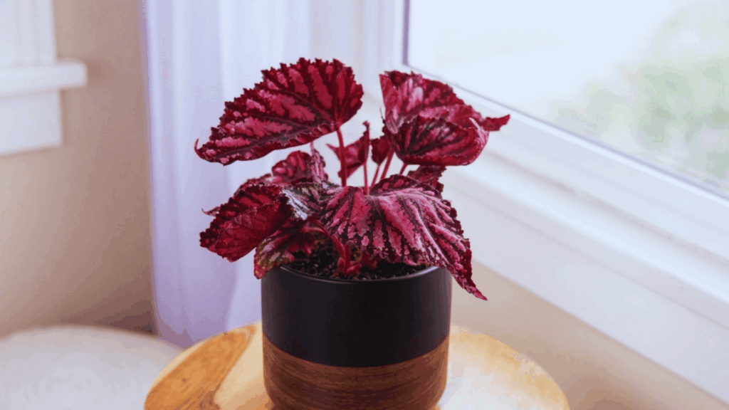 begonia plant with red textured leaves in black pot placed on wooden stool near bright indoor window