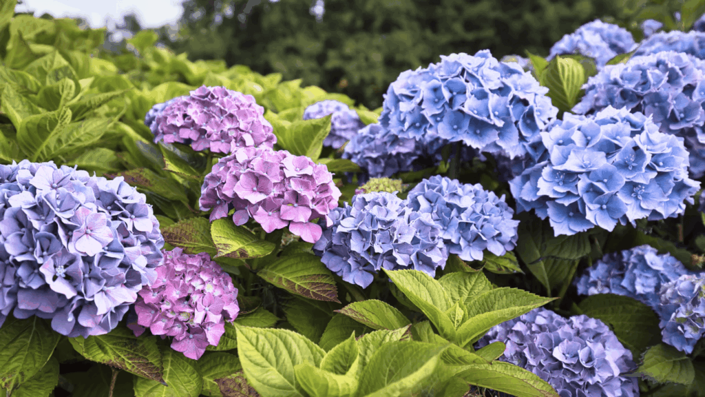 blue and purple hydrangea flowers blooming in a lush garden with green leaves fast growing plants