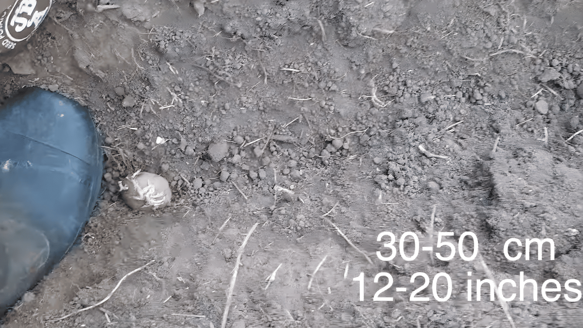 boot next to seed potato in soil showing planting depth measurement guidance