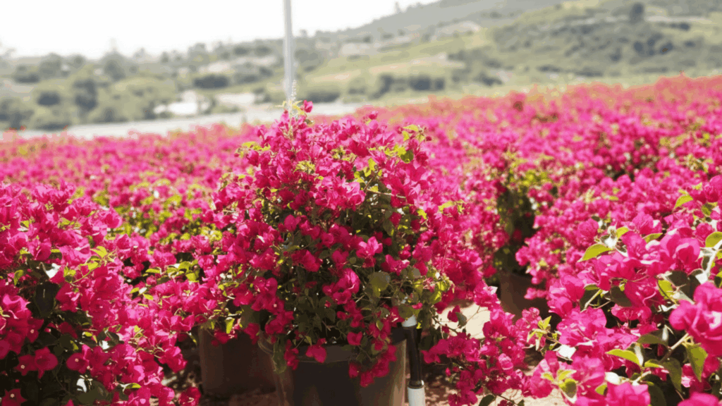bougainvillea plants with bright pink flowers growing in dry sunny field showing drought resistant plant