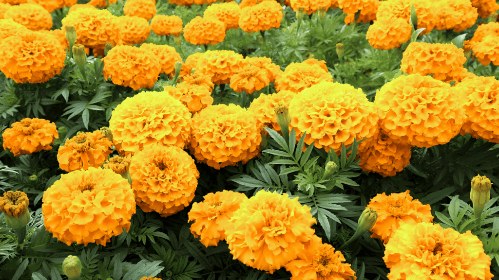 bright orange marigold flowers blooming densely in a garden with green foliage fast growing plants