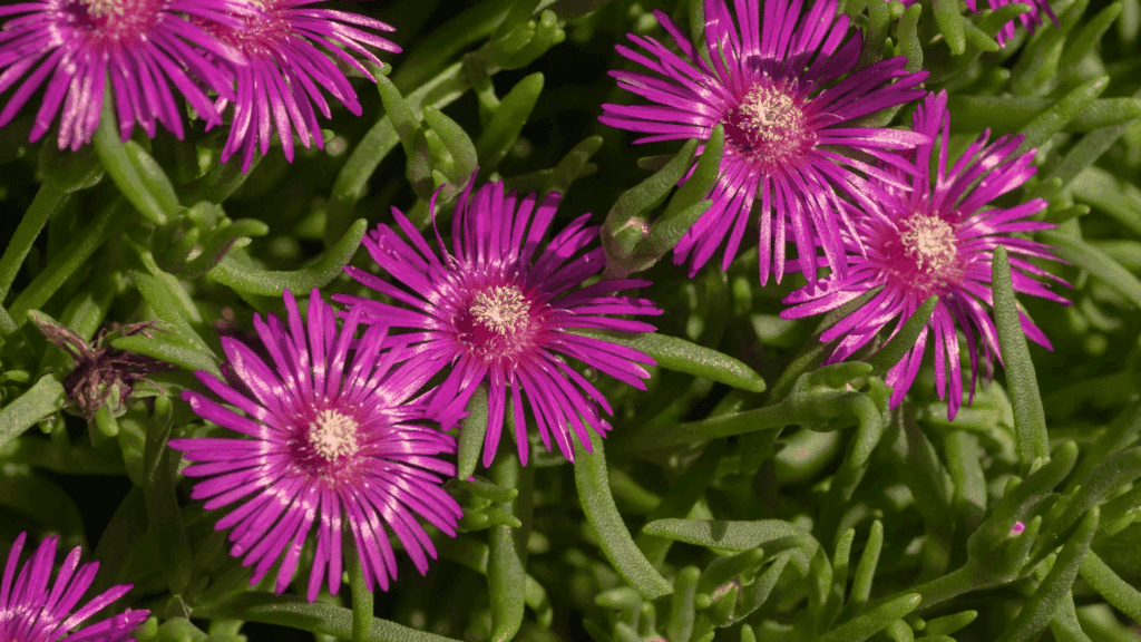 bright pink daisy like flowers with thin petals growing in dense green leaves under sunlight