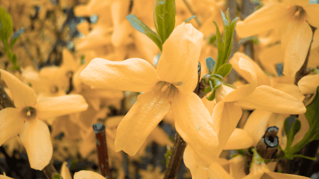 bright yellow forsythia flowers blooming densely on branches with fresh green leaves fast growing plants