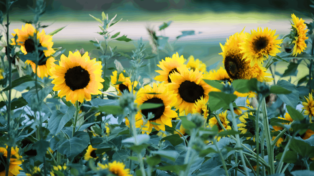 bright yellow sunflowers blooming in a garden with green leaves fast growing plants