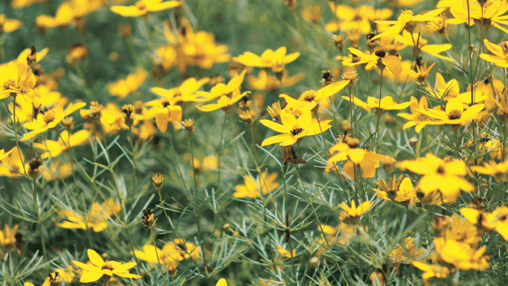 bright yellow wildflowers dancing in breeze across lush green meadow scene