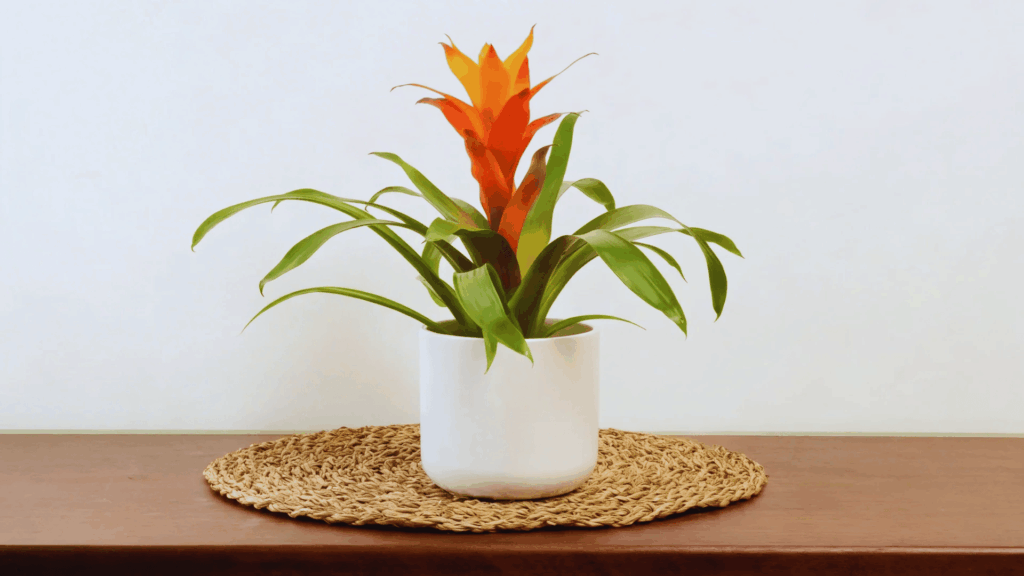 bromeliad plant with orange flower in white pot on wooden table with neutral indoor background