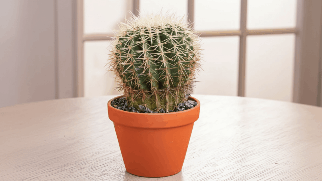 cactus plant in small pot with sharp spines growing indoors showing strong drought resistant plant type