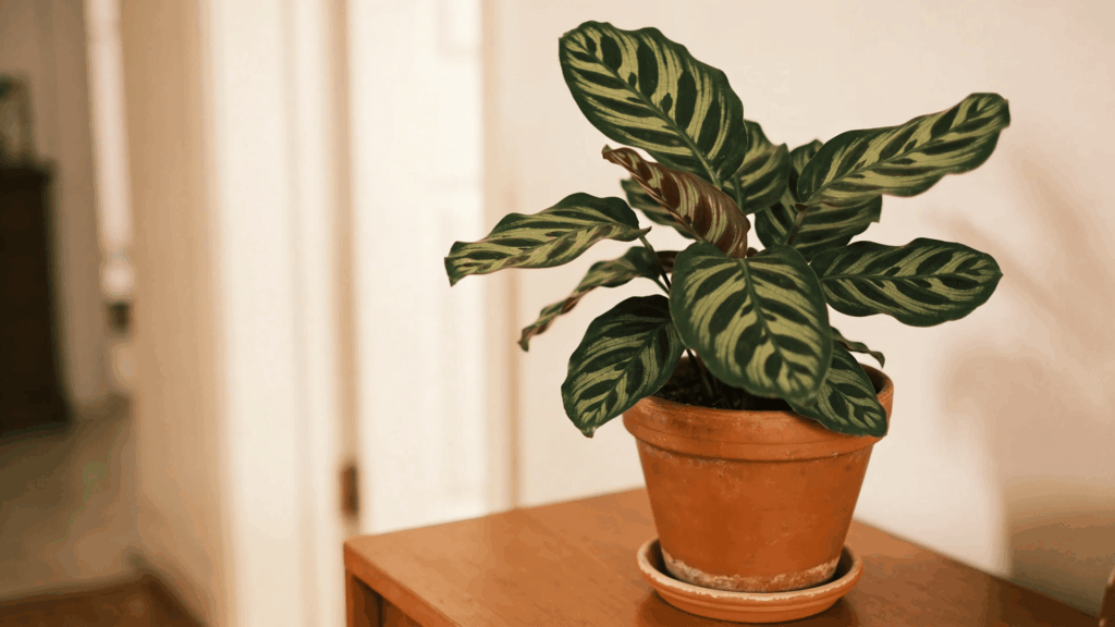 calathea plant with patterned leaves placed on table in soft indoor light with cozy home setting