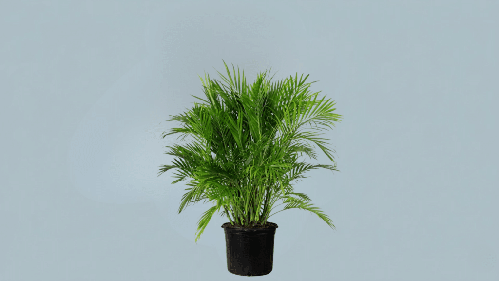 cat palm indoors with dense cluster of soft green fronds in pot bringing fresh vibrant look