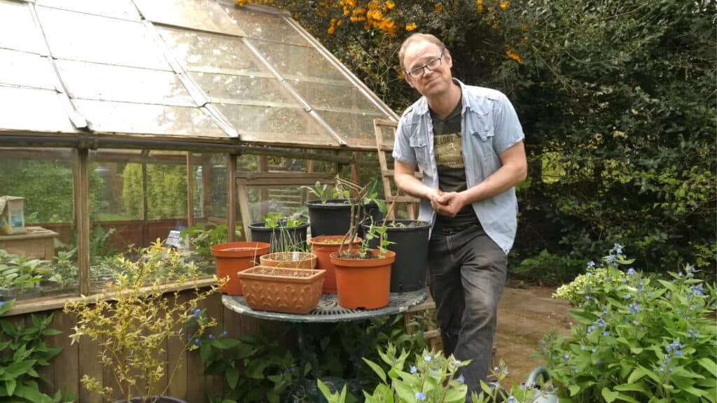 checking plants for pests and trimming leaves in container garden to maintain healthy growth and yield