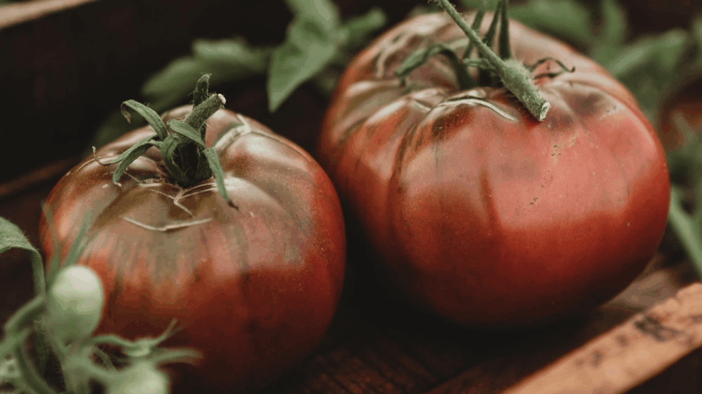 cherokee purple tomatoes with deep red and green tones resting on wooden crate with stems and garden background