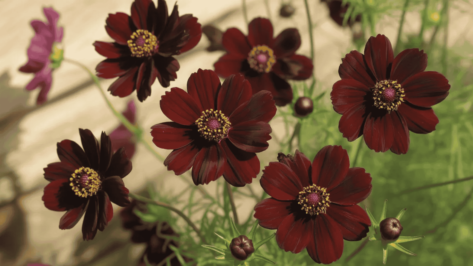 chocolate cosmos flowers that smell good with a dark chocolate fragrance in bloom