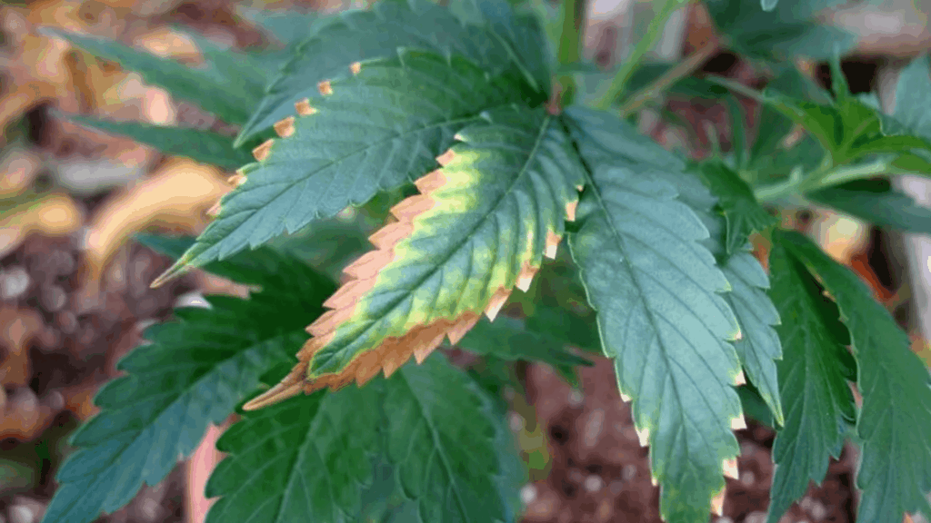 close up of plant leaves with brown crispy edges and yellowing tips showing signs of nutrient burn or stress