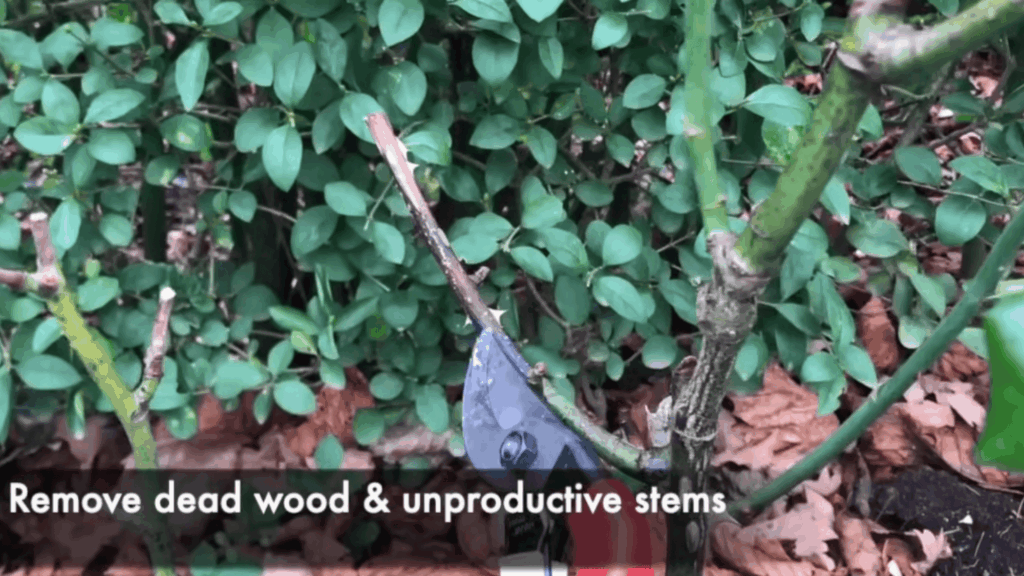 close up of pruning shears cutting plant stems with text about removing dead wood