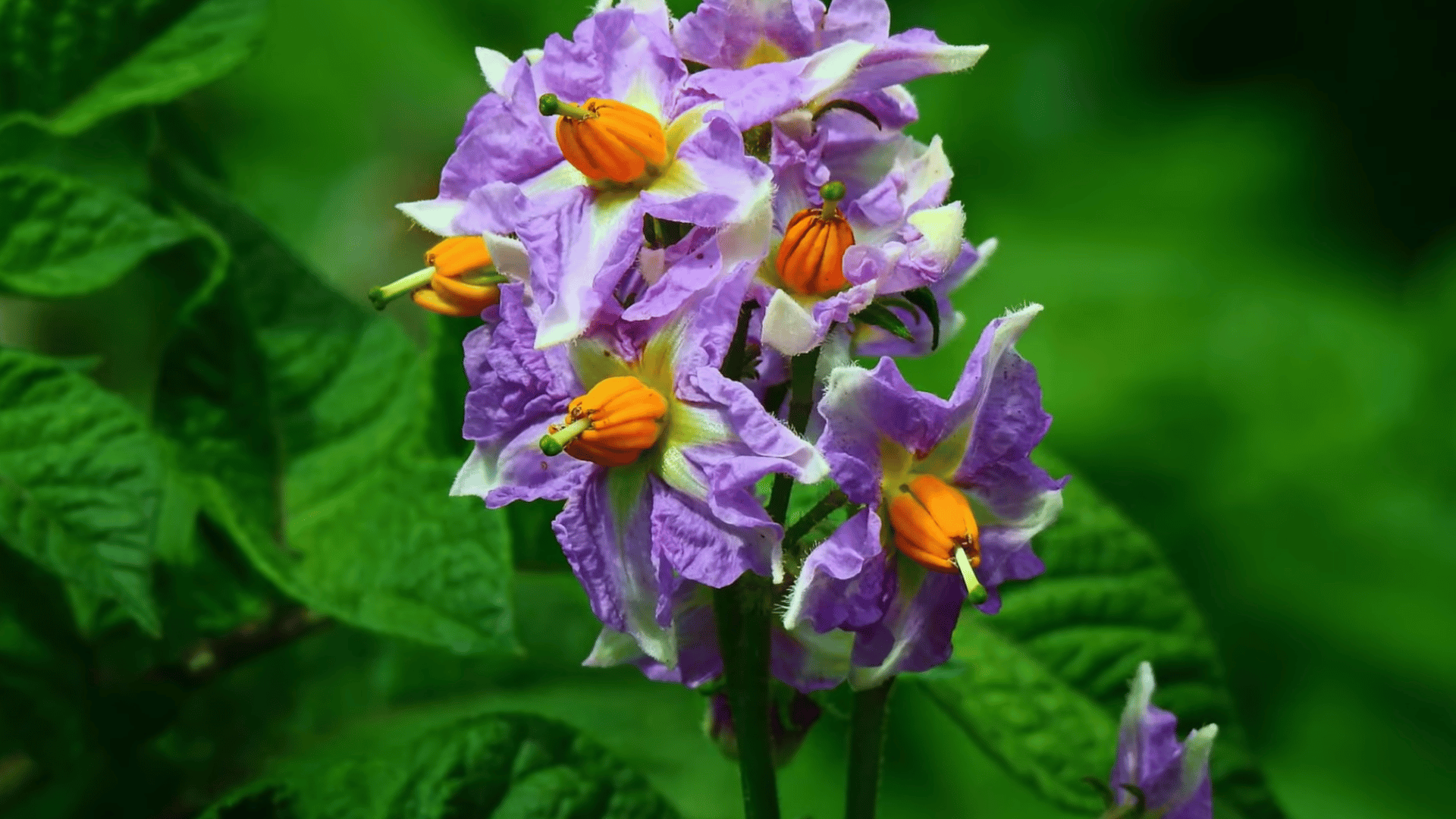 close up of purple potato flowers with yellow centers among green leaves