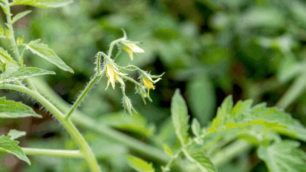 close up of tomato plant flowers with slightly curled leaves and soft green background showing early growth stage in a garden