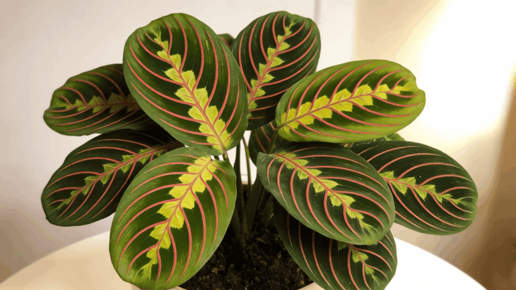 close up of vibrant patterned leaves of indoor plant with red and green detailing