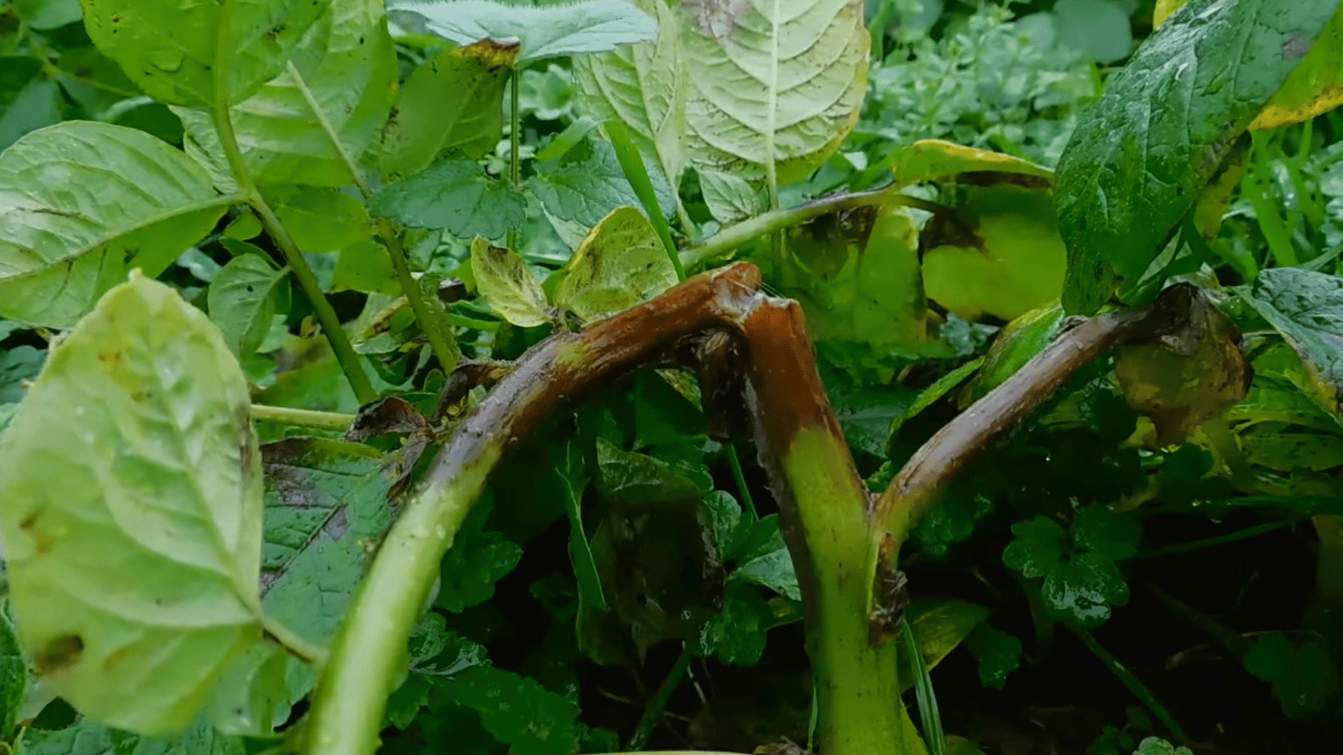 close view of damaged potato plant stems lying among green leaves in field