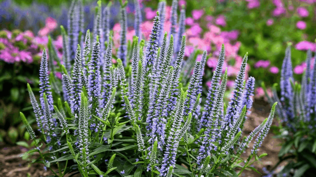 cluster of tall purple flower spikes blooming in garden bed with soft pink flowers blurred in background