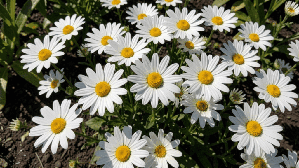 cluster of white daisies with yellow centers blooming in a garden bed under bright sunlight