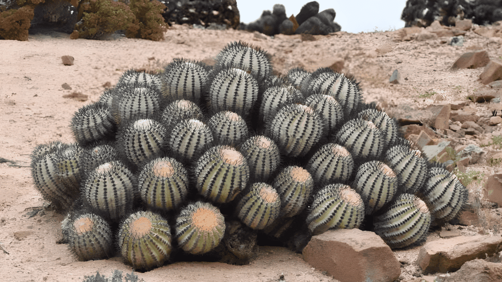 clustered cactus with knobby irregular segmented heads and short spines growing low to the ground among rocks