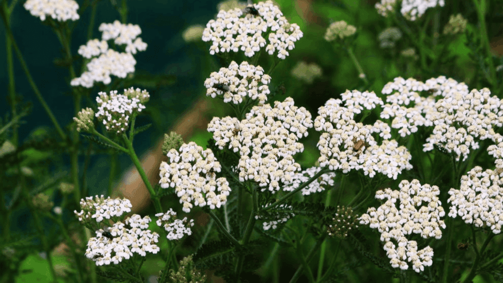 clusters of white yarrow flowers with tiny insects on them against green leaves