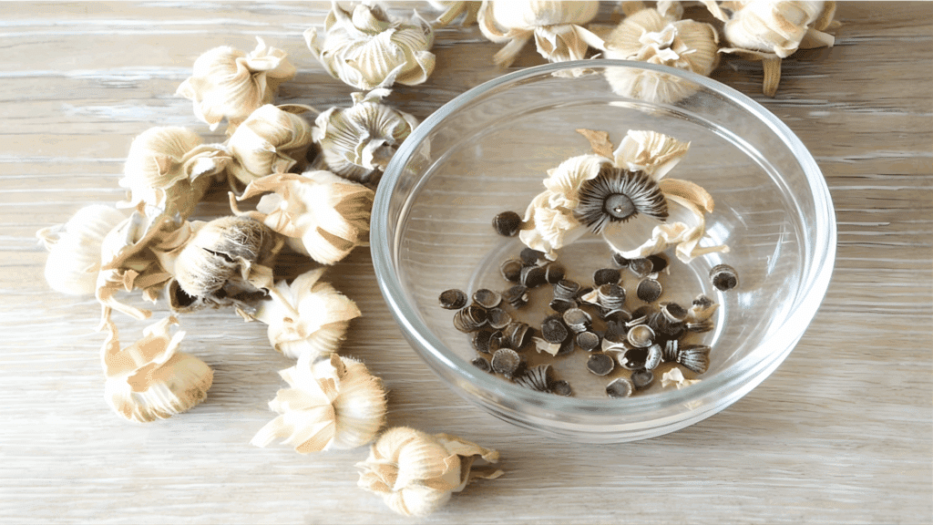 When and How to Plant Hollyhock Seeds: Beginner Guide collect hollyhock seeds after blooming and store them in a dry place for next season's planting