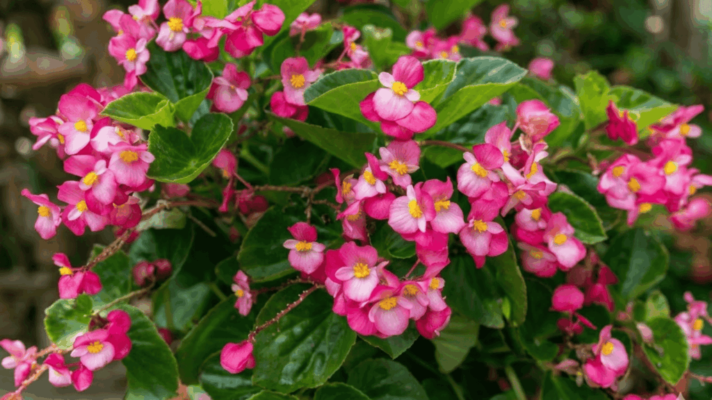 colorful begonias growing in a shaded garden with soft petals and lush green foliage