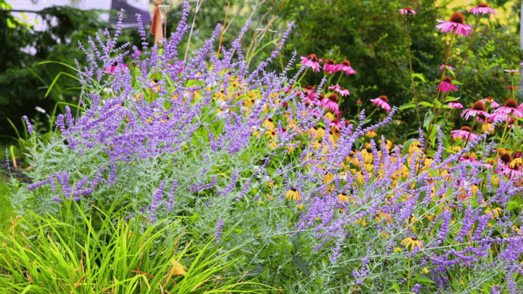 colorful garden with purple lavender like flowers and pink coneflowers blooming in green lush backyard