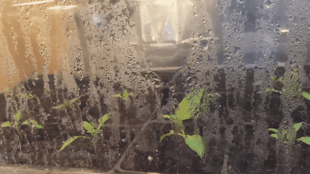 condensation on plastic cover over seedlings creating humid environment for growth