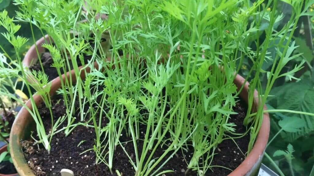 container vegetable gardening with leafy green plants growing in pot showing healthy soil and close spacing for growth