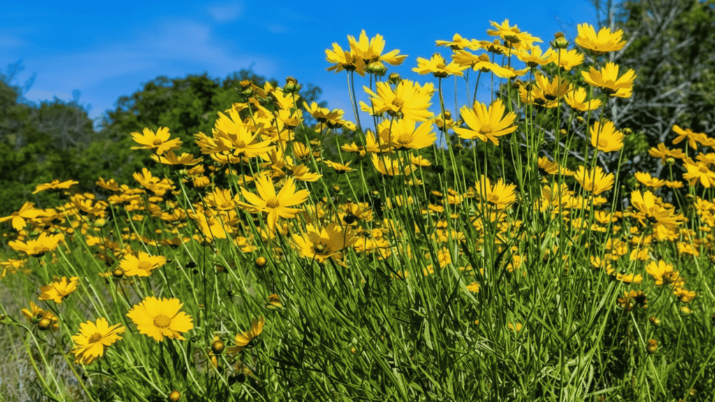 coreopsis flowers with bright yellow blooms growing in dry field showing strong drought resistant plant type