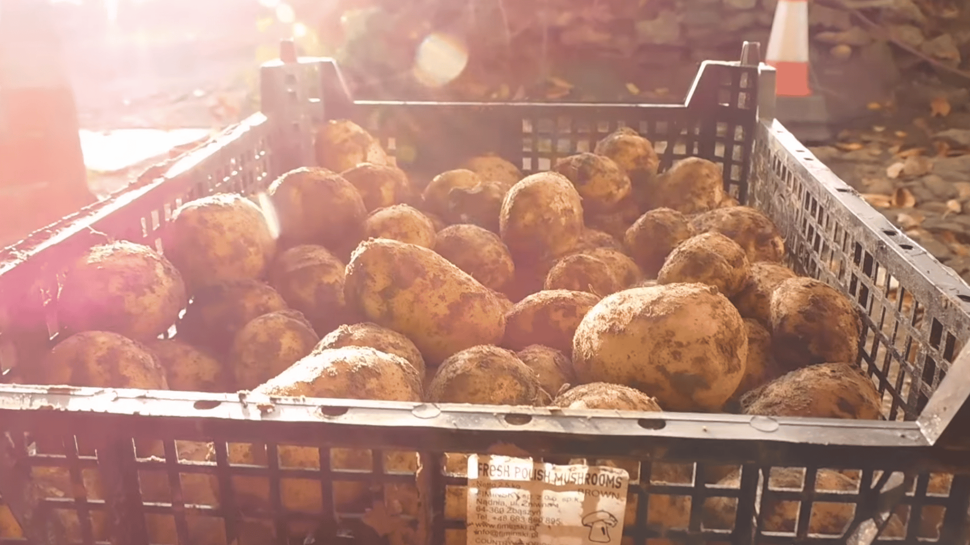 crate filled with freshly harvested potatoes covered in soil in sunlight