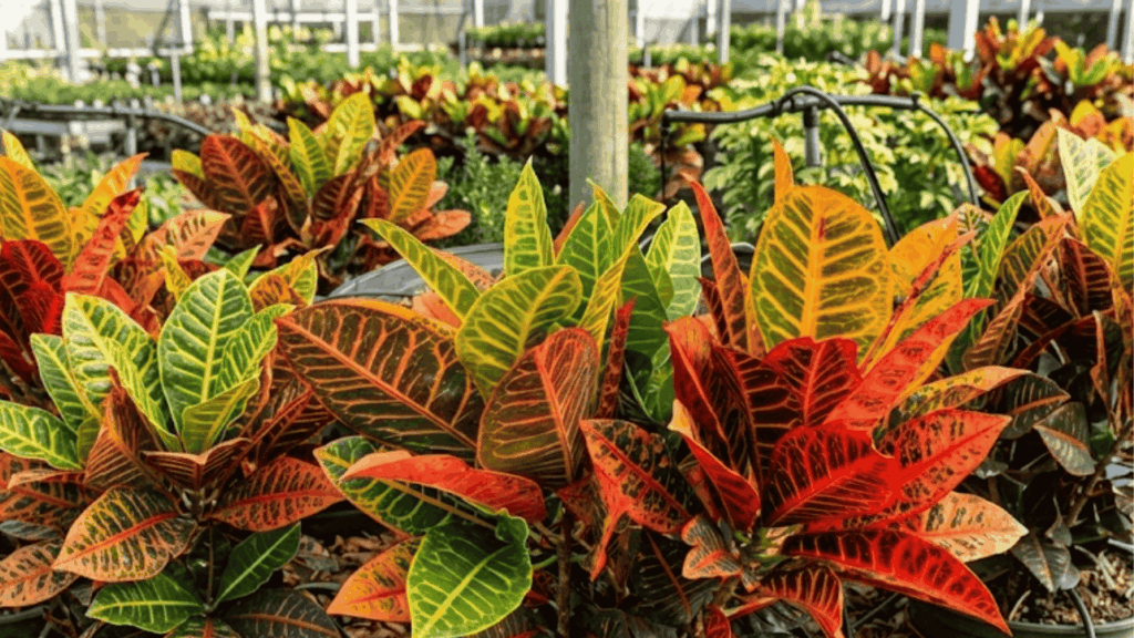 croton plant with bold green yellow and red leaves growing in a sunny outdoor space