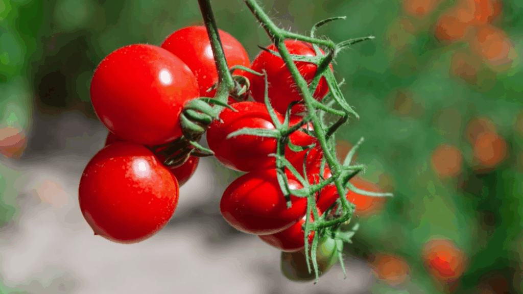 currant tomatoes growing on vine with green stems in garden setting