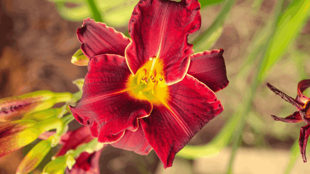 deep red lily bloom glowing with golden center in soft garden light