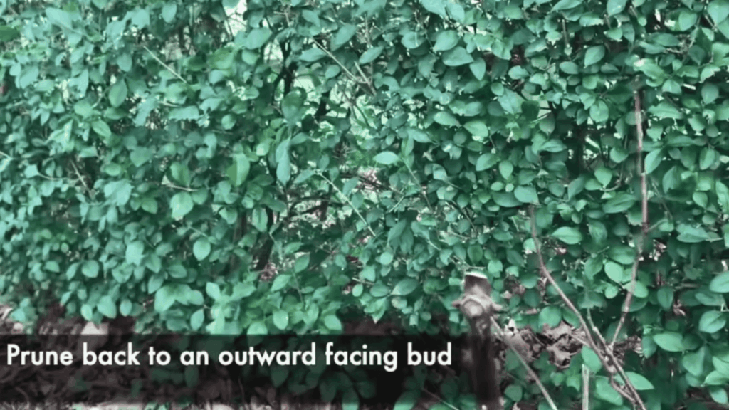 dense green hedge with text about pruning back to outward facing bud in garden setting