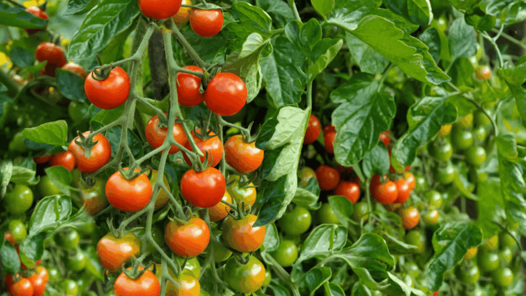 25 Different Kinds of Tomatoes and Their Uses different kinds of tomatoes growing on vine with mix of red orange and green stages surrounded by fresh leaves in garden