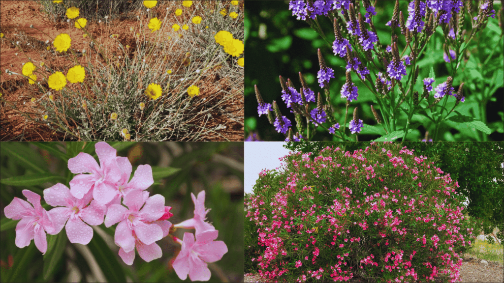 drought resistant plants with colorful flowers growing in dry soil showing low water garden plants