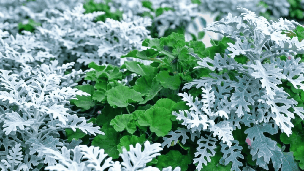 dusty miller plant with soft silver gray leaves growing in a garden border area