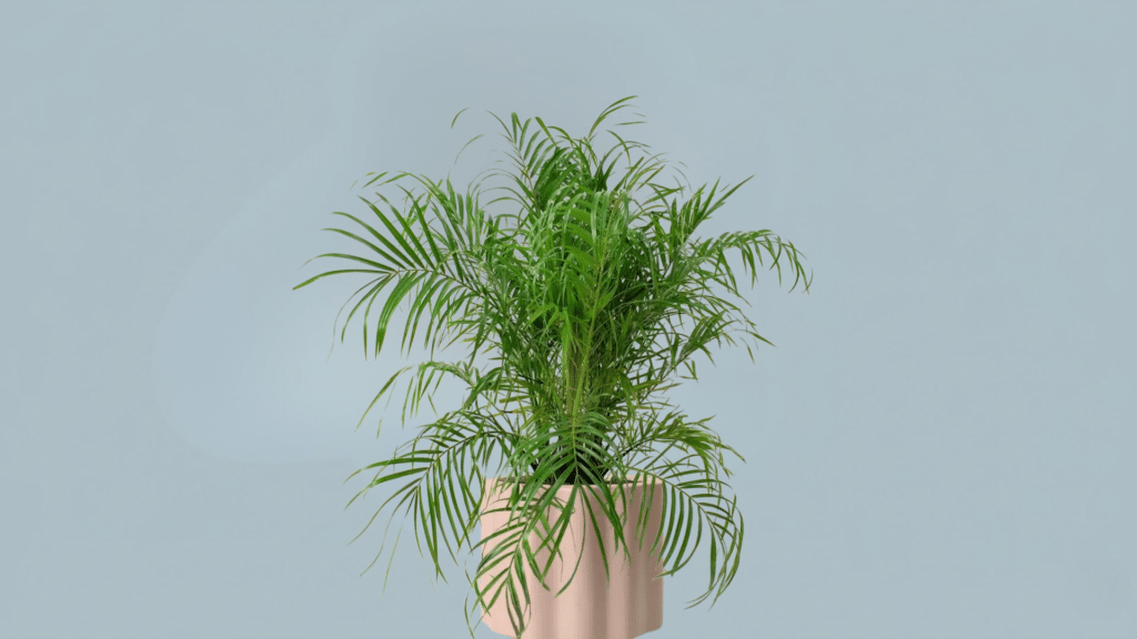 dwarf date palm indoors with feathery fronds and compact trunk in pot