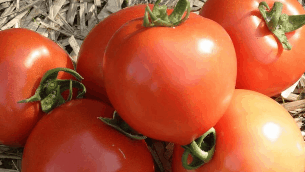 early girl tomatoes with smooth red skin placed on straw mulch showing fresh harvest from garden