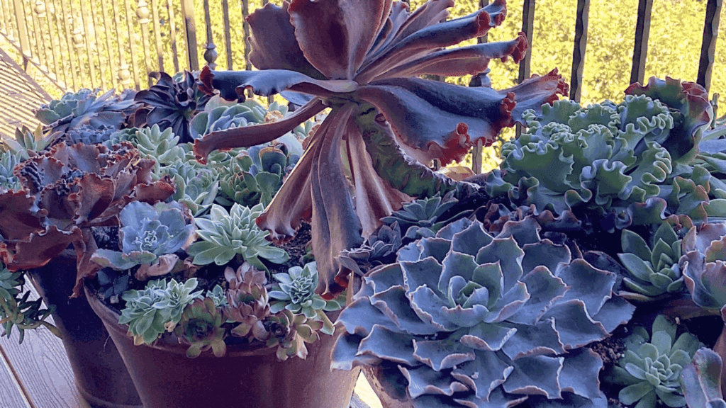 echeveria succulents in pots with thick leaves growing in dry soil showing strong drought resistant plants
