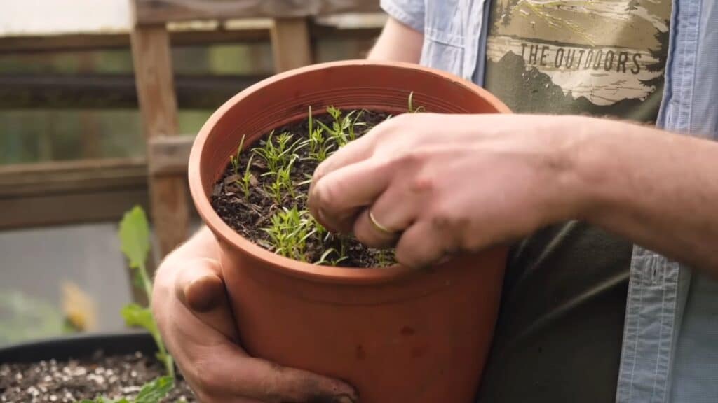 feeding plants with liquid fertilizer in container garden to support growth and vegetable production