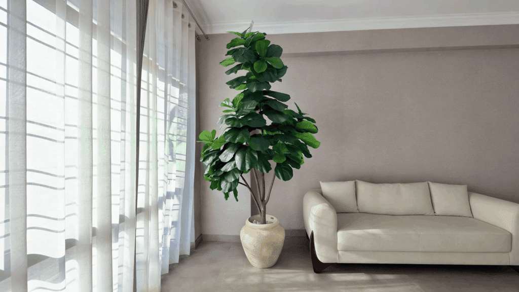 fiddle leaf fig tree with large green leaves placed in bright indoor living room natural sunlight