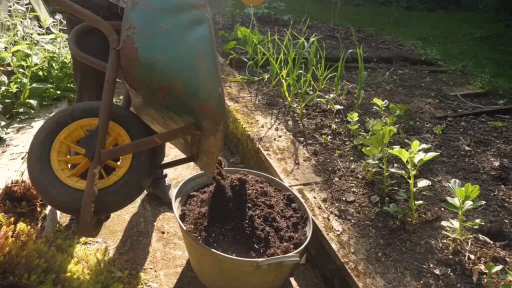 filling container with potting soil and proper spacing for drainage and root development in gardening