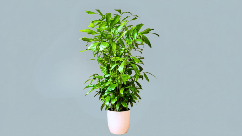 fishtail palm inside room with unique jagged leaf edges and bushy growth adding bold tropical